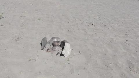 Makeshift fire pit on the beach Portland OR USA March 10 2025 Stock Footage 308672117