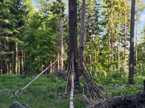 Makeshift lean-to shelter in a forest clearing Stock Photos