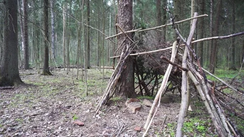 Makeshift Twig Tent in Quiet, Empty Forest Stock Footage 309590916