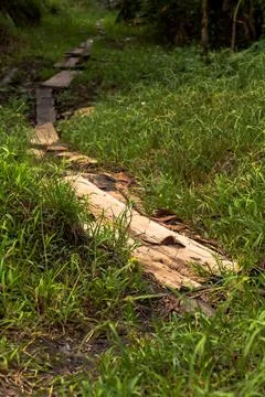 Makeshift Wooden Pathway Through Dense Green Grass in Rustic Setting Stock Photos