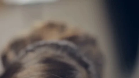 Makeup artist applying makeup on eyebrows. Panning Stock Footage 72143639