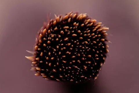 Makeup brushes Stock Photos