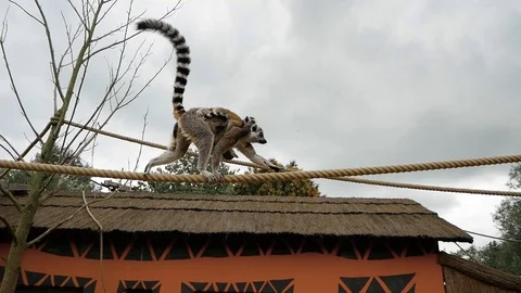 Maki Stock Footage 102471117