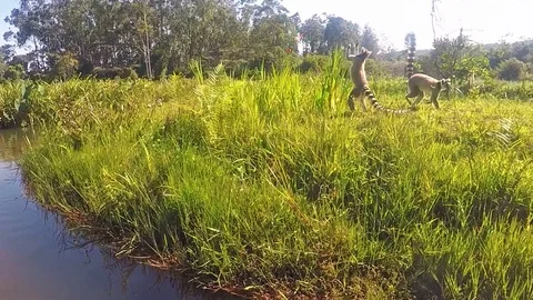 Maki lemure in wildlife playing and eating 動画素材 89729489