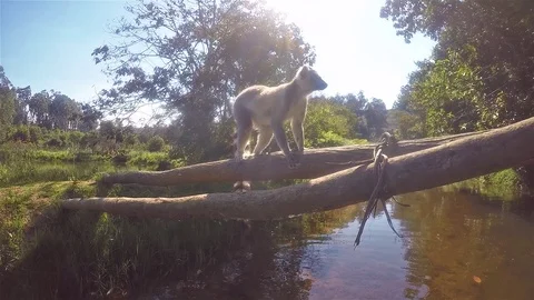 Maki lemure in wildlife sitting on a tree 動画素材 89729963