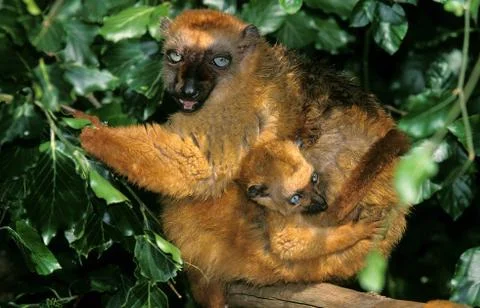 MAKI MACACO eulemur macaco Foto stock
