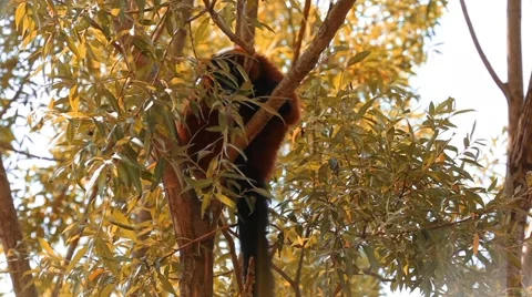 Maki vari is standing on a brown tree Stock Footage 60042694
