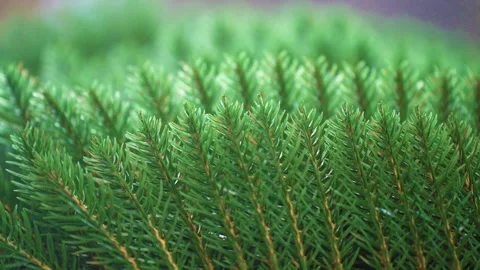 Making artificial Christmas trees. Plastic New Year's Tree Stock Footage 260414221