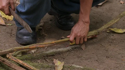 Making ayahuasca A shaman in Ecuador cut the stems of t Banisteriopsis caapi. Stock Footage 288708459
