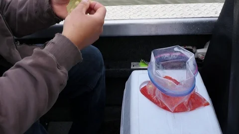 Making a bait for sturgeon. Stockbeeldmateriaal 74686489