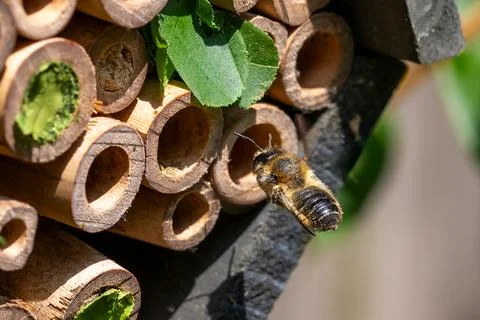 Making a bee line for the bee hotel nest 库存照片