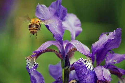 Making a bee line Foto stock