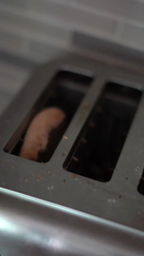 Making breakfast sandwich, cooking eggs, ham and egg sandwich, morning Stock Footage 262562804