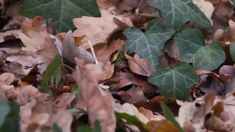 Making of burgers Video stock 99156272