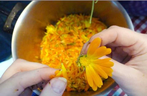 Making Calendula creme Fotos de archivo