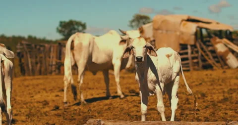 Making of cattle Stock Footage 162521325