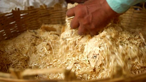 Making cow"s fodder cowshed in india Stock Footage 212018563