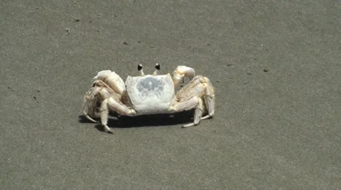 Making a crab on the beach move Stock Footage 31821602