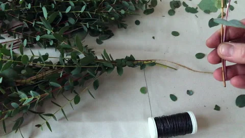 Making an eucalyptus garland, close up shot Stock Footage 168330064