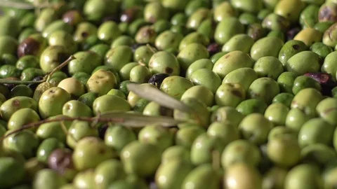 Making extra virgin olive oil. Olive on the conveyor belt Stock Footage 110814212
