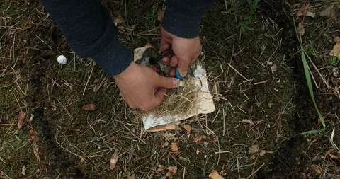 Making a fire at a halt with flint and dry grass on birch bark. Stock Footage 144391994