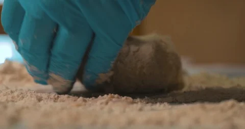 Making fresh  pasta Video stock 88239911