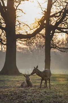 Making friends at dawn Foto stock