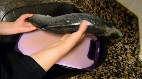 Making Fun Of Dead Fish Stock Footage 47987166