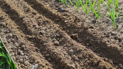 Making furrow for sowing seeds in a row with hand hoe close-up Stock Footage 339418187