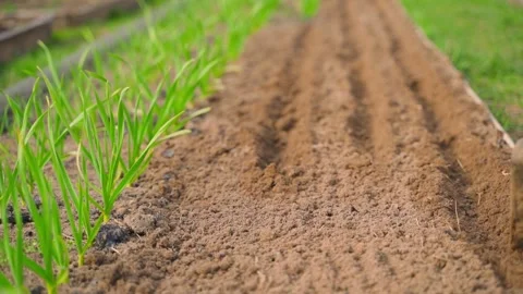 Making furrows with a hoe for sowing seeds next to growing garlic in garden bed. Stock-Footage 342604159