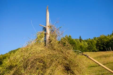 Making hay stack. Rural Scene , Transilvania Romania Stock Photos