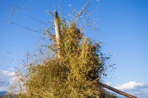 Making hay stack. Rural Scene , Transilvania Romania Stock Photos
