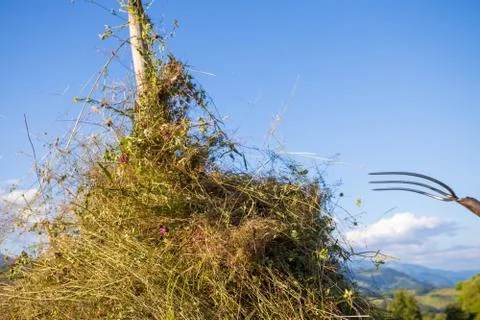 Making hay stack. Rural Scene , Transilvania Romania Stock Photos