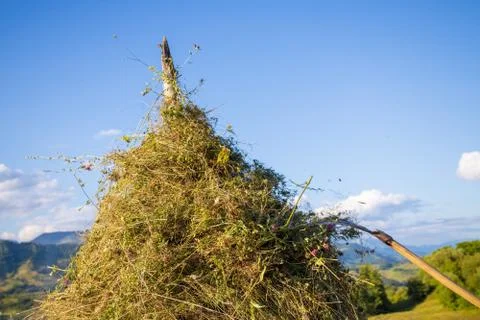 Making hay stack. Rural Scene , Transilvania Romania Stock Photos