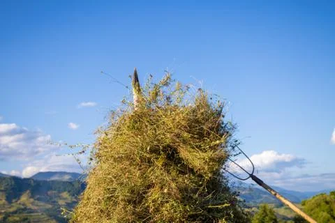 Making hay stack. Rural Scene , Transilvania Romania Stock Photos