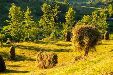 Making hay stack. Rural Scene , Transilvania Romania Foto stock