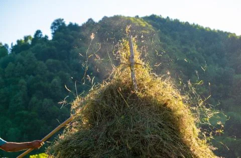 Making hay stack. Rural Scene , Transilvania Romania Stock Photos