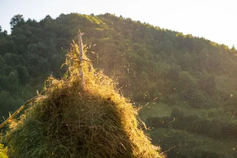 Making hay stack. Rural Scene , Transilvania Romania Stock Photos