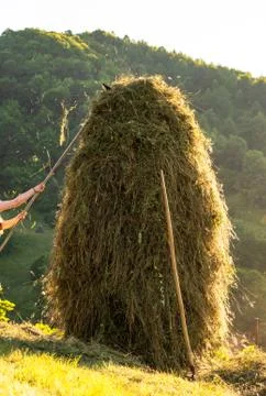 Making hay stack. Rural Scene , Transilvania Romania Foto stock