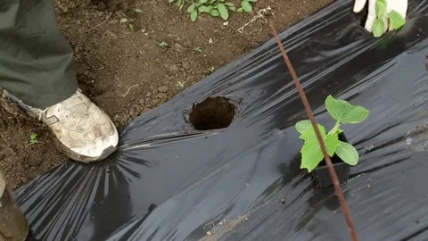 Making holes for seedlings Stock-Footage 76181937