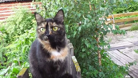 Making look younger varicoloured cat on nature Stock Footage 113671766