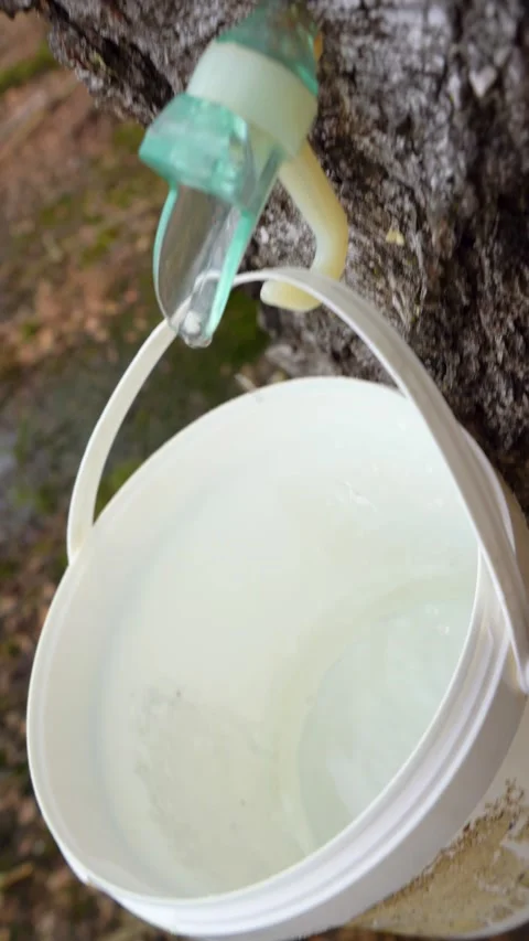 Making Maple and Birch syrup. Tapping Birch and Maple Trees. Stock Footage 283635731