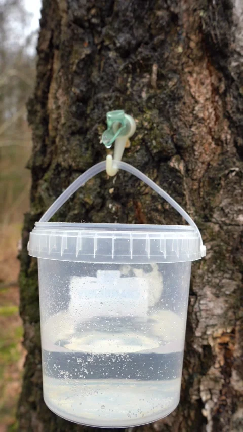 Making Maple and Birch syrup. Tapping Birch and Maple Trees. Stock Footage 283635753