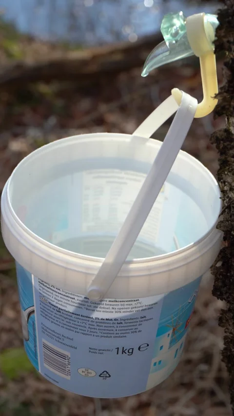Making Maple and Birch syrup. Tapping Birch and Maple Trees. Stock Footage 283635775
