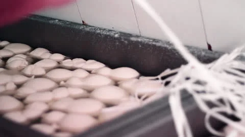 MAKING MOZZARELLA CHEESE 09 Stock Footage 26742031