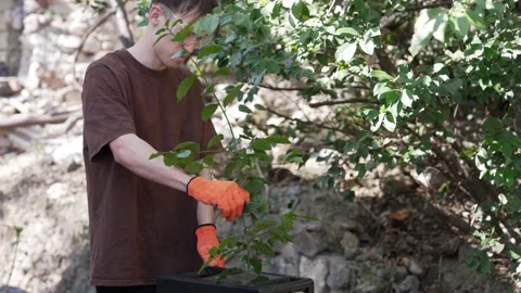 Making mulch at home using crushing shredder. Yard and garden waste composting Stock Footage 270512183