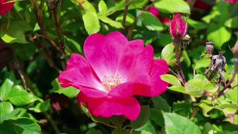 Making a Pink Rose Video Stock Footage 195100431
