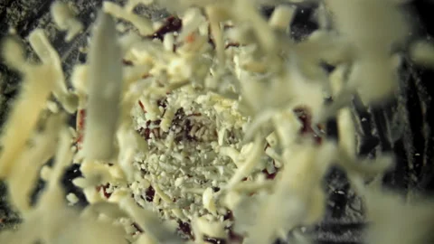 Making pizza. Mozzarella cheese falls on pizza. Filmed on a high-speed camera at Stock Footage 308120113