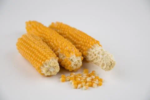 Making popcorn at home: corn on the cob well dried are white, a few grains ar Stock Photos
