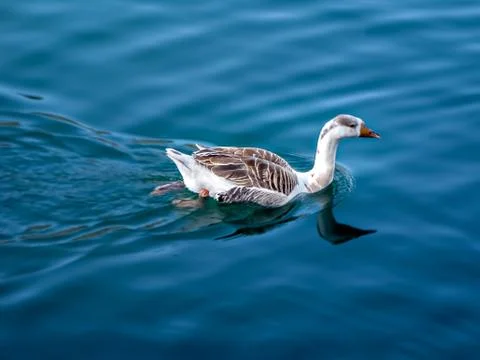 Making a reflection, single duck swimming in calm blue waters of lake. Stock Photos